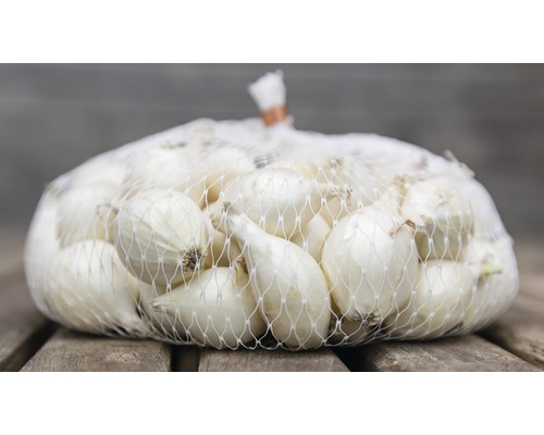 Síť s cibulí k sázení