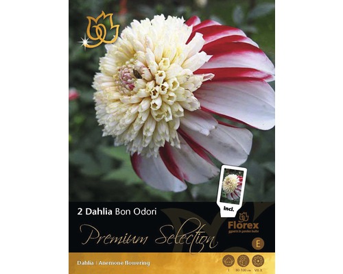 Jiřina Premium Dahlia 'Bon Odori' 2 ks