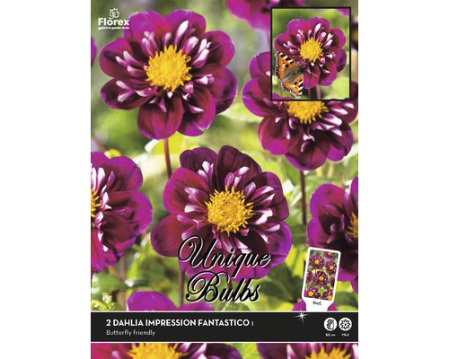 Jiřina Unique Dahlia 'Fantastico' 2 ks