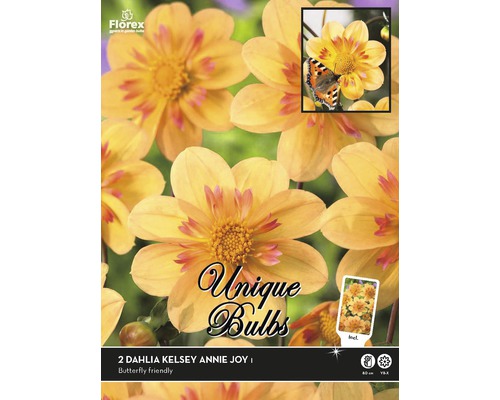 Jiřina Unique Dahlia 'Kelsey Annie Joy' 2 ks