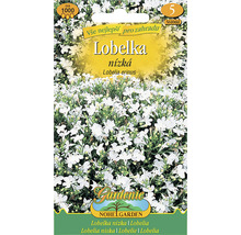 Lobelka erinus semínka