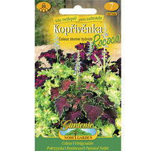 Balení semen Coleus Blumei Hybrida Rococo