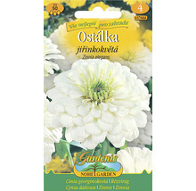 Balení semen květin Zinnia Zinnia elegans