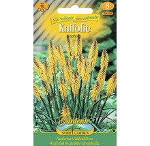 Balení semen Kniphofia pro zahradu