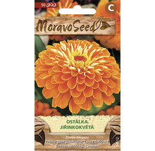 Balení semen Jiřinkokvětá ostálka od firmy Moravoseed