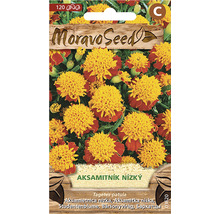 Balíček semen nízké aksamitníku