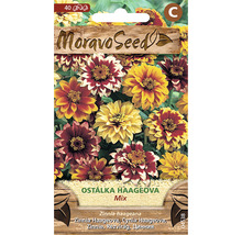 Balení semen květin Zinnia haageana Moravo Seed
