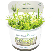 Juncus repens v in vitro kelímku pro akvária