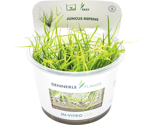 Vodní rostlina In-Vitro Sítina plazivá - Juncus repens Juncus repens v in vitro kelímku pro akvária