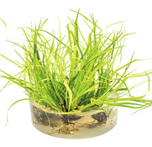 Rostlinka orobince trpasličího ve skleněné misce