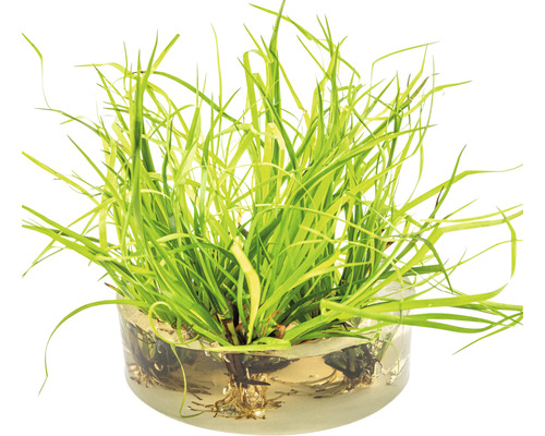 Rostlinka orobince trpasličího ve skleněné misce