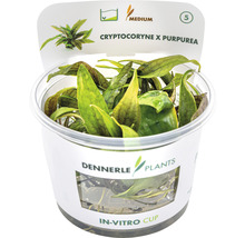 Cryptocoryne x purpurea vodní rostlina v in-vitro kelímku