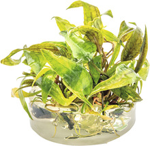 Akvarijní rostlina ve skleněné nádobě