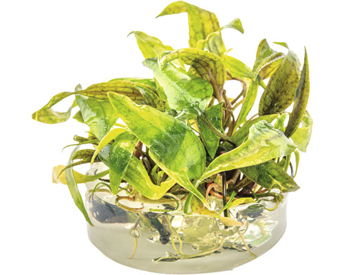 Akvarijní rostlina ve skleněné nádobě