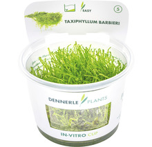 Taxiphyllum barbieri v in vitro kelímku pro akvária