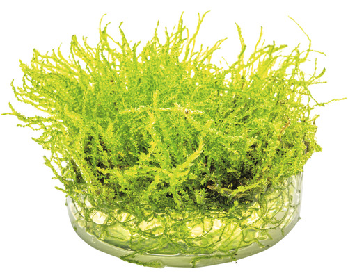 Akvarijní rostlina ve skleněné misce