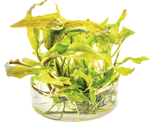 Akvarijní rostlina ve skleněné nádobě