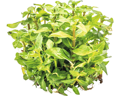 Akvarijní rostlina se zelenými listy