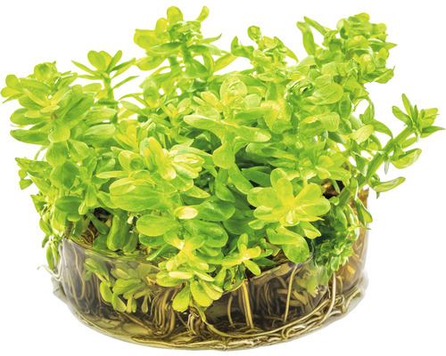 Vodní rostlina v květináči s kořeny