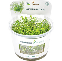 Ludwigia arcuata vodní rostlina v in-vitro kelímku