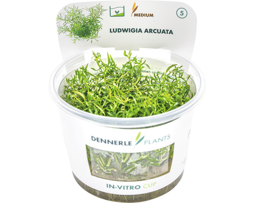 Vodní rostlina In-Vitro Zakucelka oblouková - Ludwigia arcuata Ludwigia arcuata vodní rostlina v in-vitro kelímku