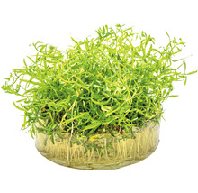 Vodní rostlina ve skleněné misce s kořeny