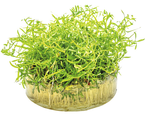 Vodní rostlina ve skleněné misce s kořeny