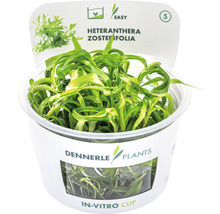 Dennerle Heteranthera zosterifolia v in-vitro kelímku, vodní rostlina pro akvária