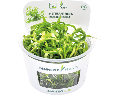 Vodní rostlina In-Vitro Kosokvět úzkolistý – Heteranthera zosterifolia Dennerle Heteranthera zosterifolia v in-vitro kelímku, vodní rostlina pro akvária