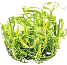 Akvarijní rostlina s dlouhými listy