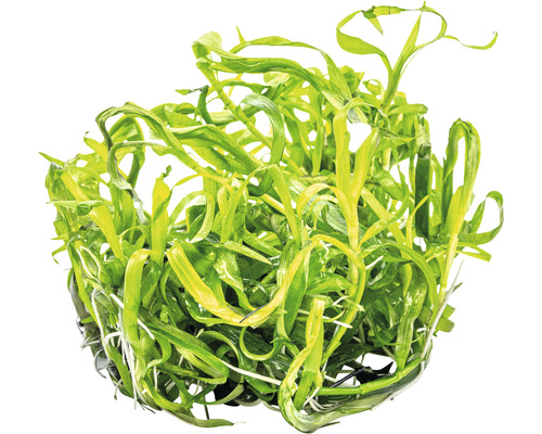 Akvarijní rostlina s dlouhými listy