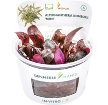 Alternanthera reineckii Mini akvarijní rostlina v in vitro kelímku