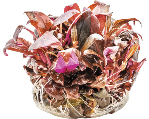 Vodní rostlina s červenými listy