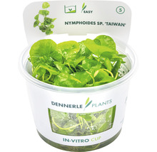 Dennerle Plants In-vitro Cup s vodní rostlinou Nymphoides sp. ''Taiwan''