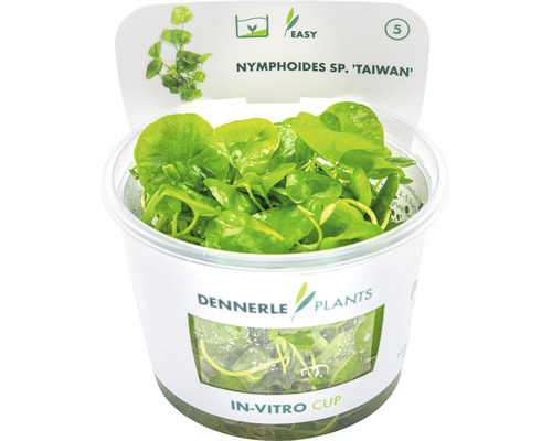 Vodní rostlina In-Vitro Plavín hydrophylla 'Taiwan' – Nymphoides spec. Taiwan Dennerle Plants In-vitro Cup s vodní rostlinou Nymphoides sp. ''Taiwan''