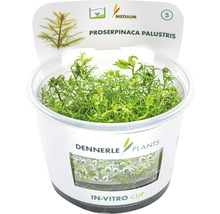 Proserpinaca palustris vodní rostlina v in vitro kelímku