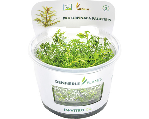 Vodní rostlina In-Vitro Trojluška bahenní - Proserpinaca palustris Proserpinaca palustris vodní rostlina v in vitro kelímku