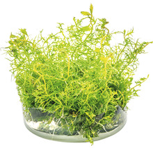 Květináč s jarním mechem