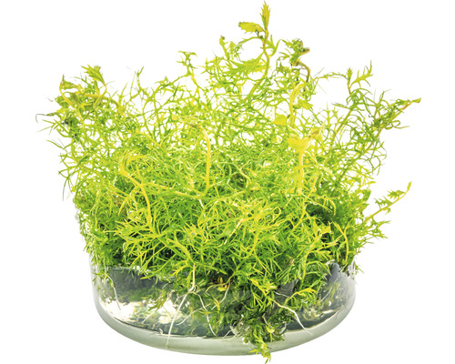 Květináč s jarním mechem