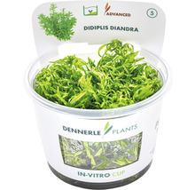 Didiplis diandra vodní rostlina v in vitro kelímku