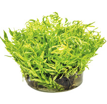 Akvarijní rostlina v květináči