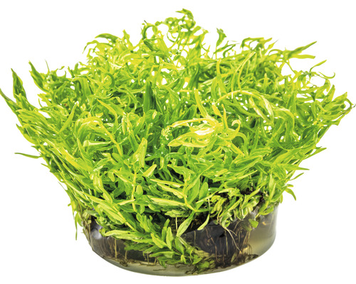 Akvarijní rostlina v květináči