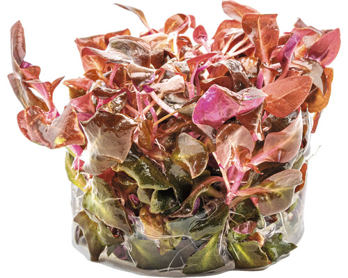 Ludwigia repens ''Rubin'' v květináči pro akvária