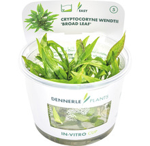 Cryptocoryne wendtii ''Broad Leaf'' v in vitro kelímku pro akvária
