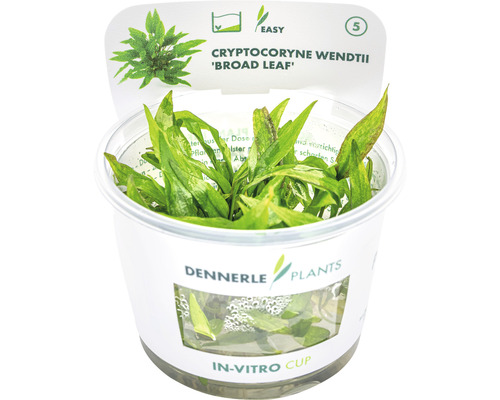 Kryptokoryna Wendtova širokolistá – Cryptocoryne wendtii Broad Leaf In-Vitro Cryptocoryne wendtii ''Broad Leaf'' v in vitro kelímku pro akvária