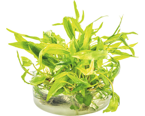 Akvarijní rostlina ve skleněné misce