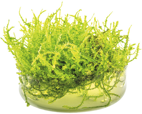 Akvarijní mech v nádobě