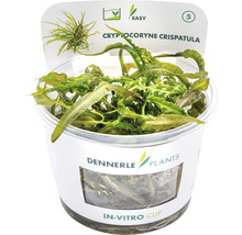 Cryptocoryne crispatula vodní rostlina v in vitro kelímku