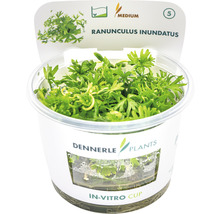 Dennerle Plants Ranunculus inundatus v in-vitro kelímku, vodní rostlina do akvárií