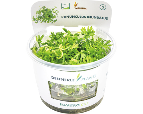 Vodní rostlina In-Vitro Pryskyřník vodní - Ranunculus inundatus Dennerle Plants Ranunculus inundatus v in-vitro kelímku, vodní rostlina do akvárií